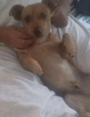 Cachorro raça Vira lata idade 3 anos nome Negão