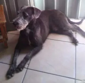 Cachorro raça sem raça definida idade 7 a 11 meses nome Roque