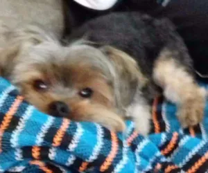 Cachorro raça York idade 3 anos nome Cisco