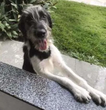 Cachorro ra a SRD idade 1 ano nome Crioulo