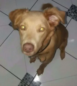 Cachorro raça Sem raça definida idade 7 a 11 meses nome Billy