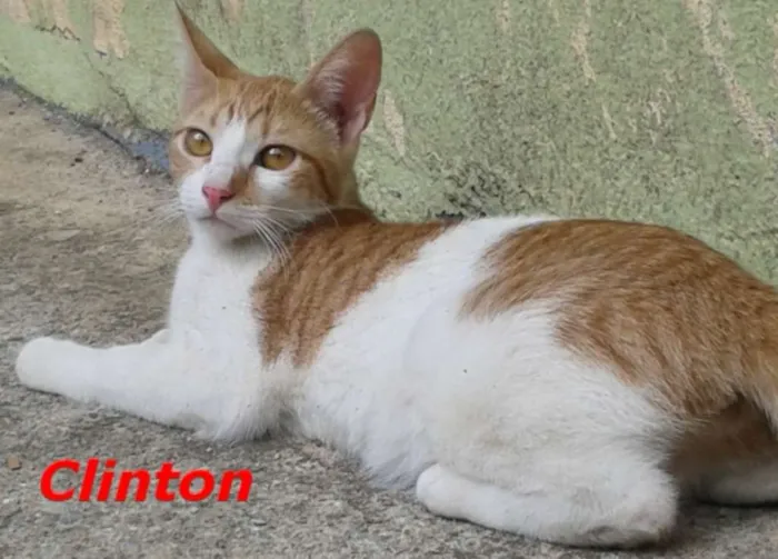 Gato ra a SRD idade 2 a 6 meses nome Clinton