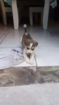 Fofinho