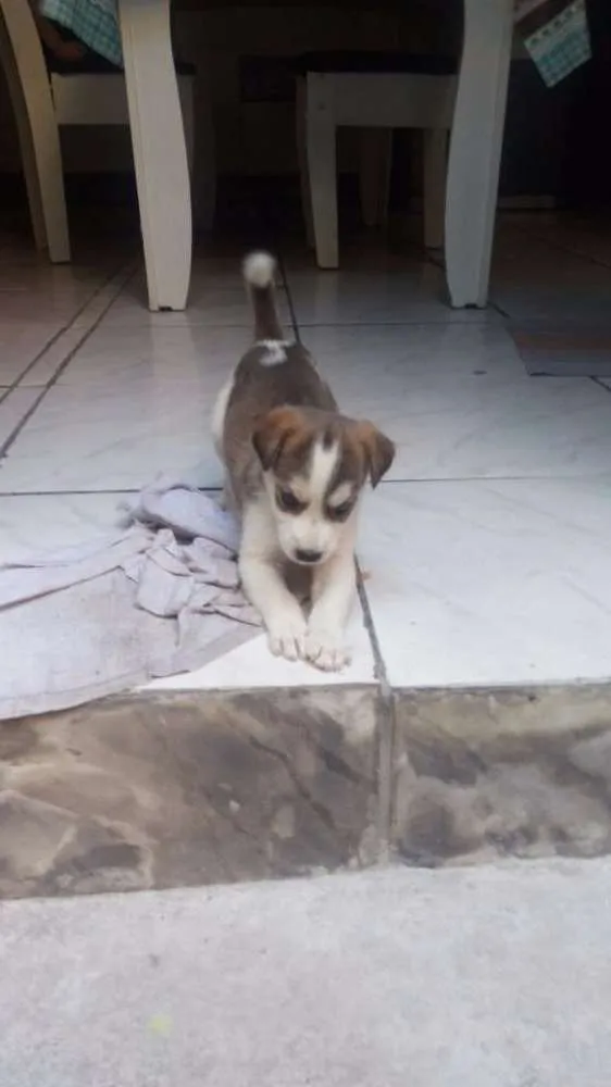 Cachorro ra a Vira lata idade Abaixo de 2 meses nome Fofinho
