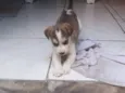 Fofinho