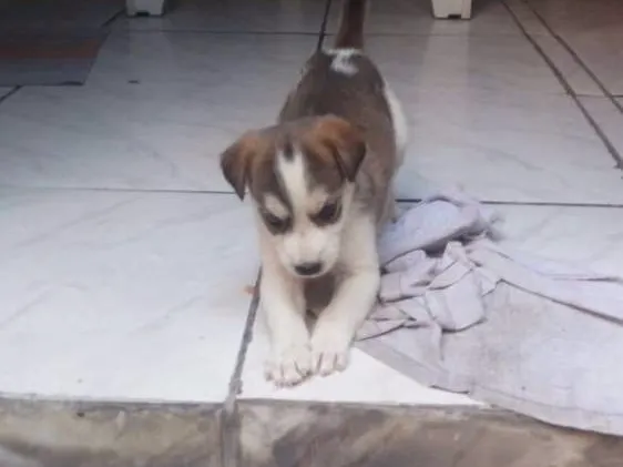 Cachorro ra a Vira lata idade Abaixo de 2 meses nome Fofinho
