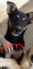 Larry