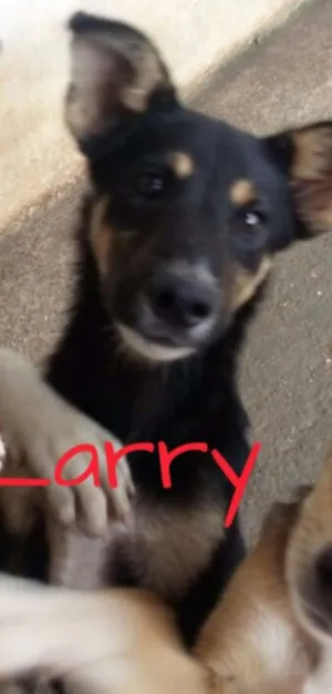 Cachorro raça SRD idade 2 a 6 meses nome Larry