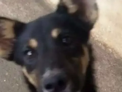 Cachorro ra a SRD idade 2 a 6 meses nome Larry