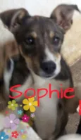Sophie