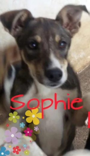 Cachorro raça SRD idade 2 a 6 meses nome Sophie