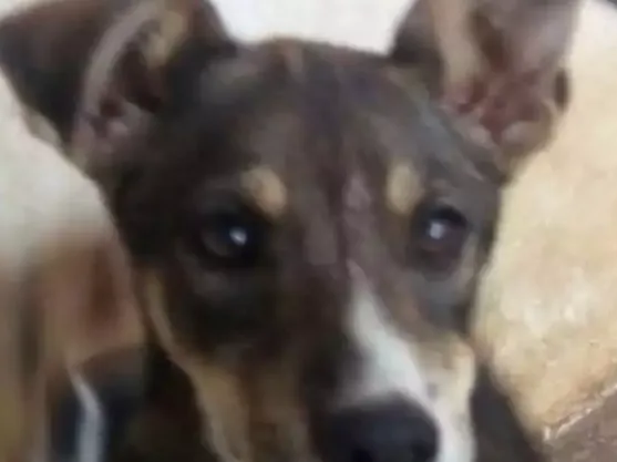 Cachorro ra a SRD idade 2 a 6 meses nome Sophie