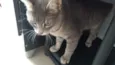 Tom