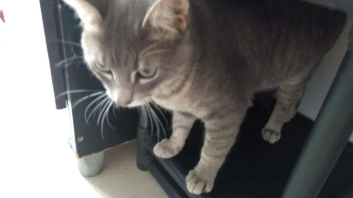 Gato ra a Não definida idade 7 a 11 meses nome Tom