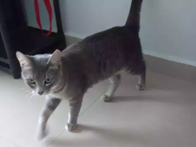Gato ra a Não definida idade 7 a 11 meses nome Tom