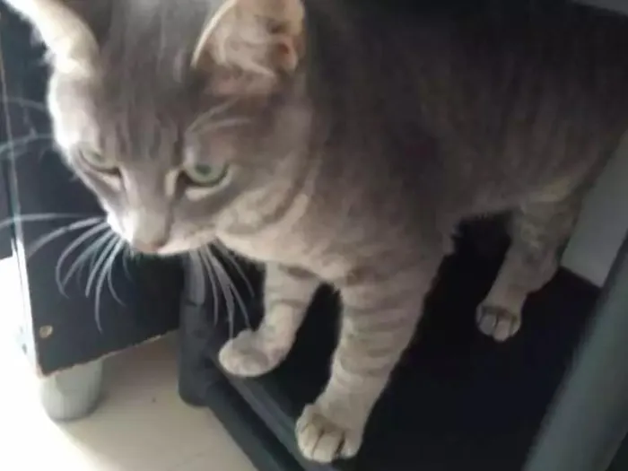 Gato ra a Não definida idade 7 a 11 meses nome Tom