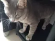 Tom