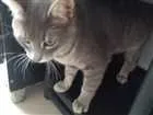 Gato raça Não definida idade 7 a 11 meses nome Tom