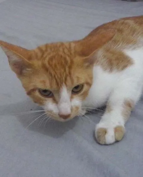 Gato ra a  idade 2 a 6 meses nome gato de botas