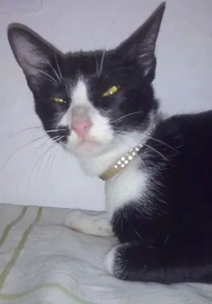 Gato raça  idade 7 a 11 meses nome doidinha