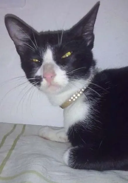 Gato ra a  idade 7 a 11 meses nome doidinha