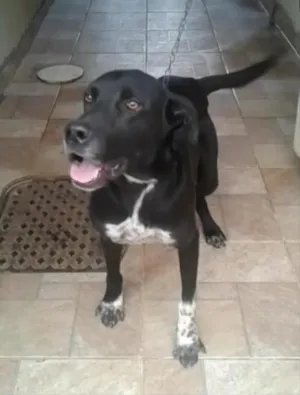 Cachorro raça Labrador idade 3 anos nome Spike