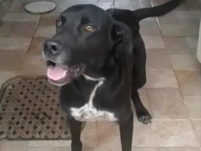Cachorro ra a Labrador idade 3 anos nome Spike