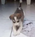 Fofinho