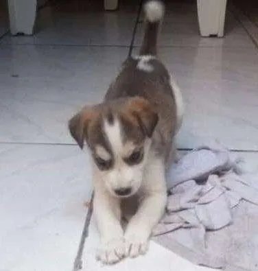 Cachorro ra a Vira lata idade Abaixo de 2 meses nome Fofinho