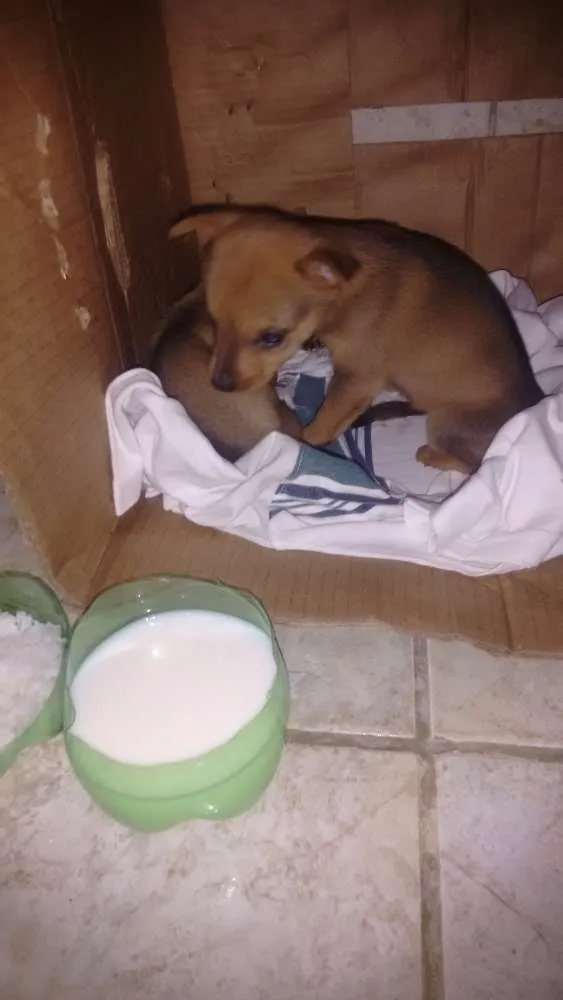 Cachorro ra a Não sei idade Abaixo de 2 meses nome Sem nome