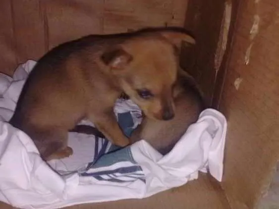 Cachorro ra a Não sei idade Abaixo de 2 meses nome Sem nome