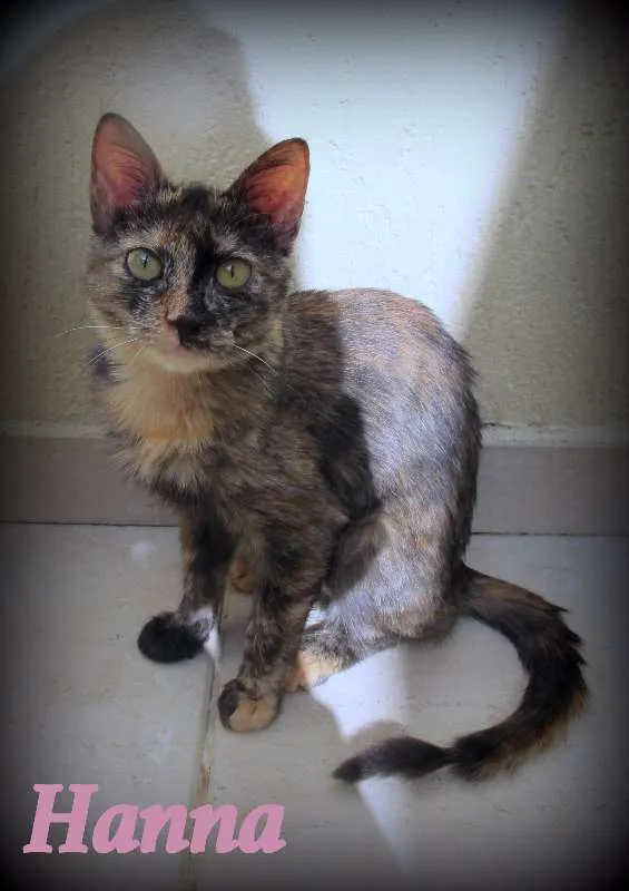 Gato ra a SRD idade 2 a 6 meses nome Hanna