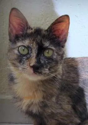 Gato ra a SRD idade 2 a 6 meses nome Hanna