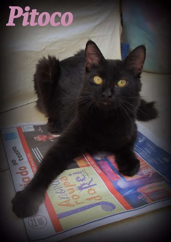 Gato ra a SRD idade 2 a 6 meses nome Pitoco