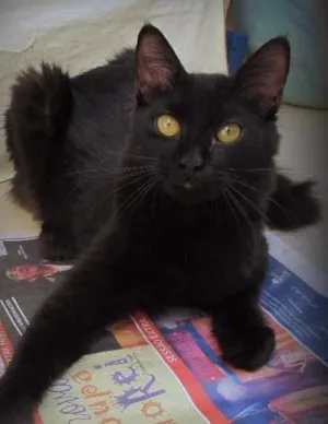 Gato raça SRD idade 2 a 6 meses nome Pitoco