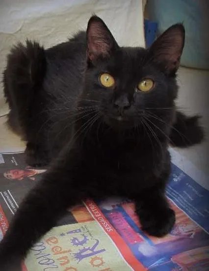 Gato ra a SRD idade 2 a 6 meses nome Pitoco