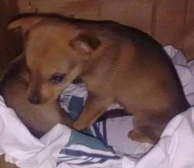 Cachorro ra a Não sei idade Abaixo de 2 meses nome Sem nome