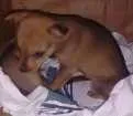 Cachorro raça Não sei idade Abaixo de 2 meses nome Sem nome