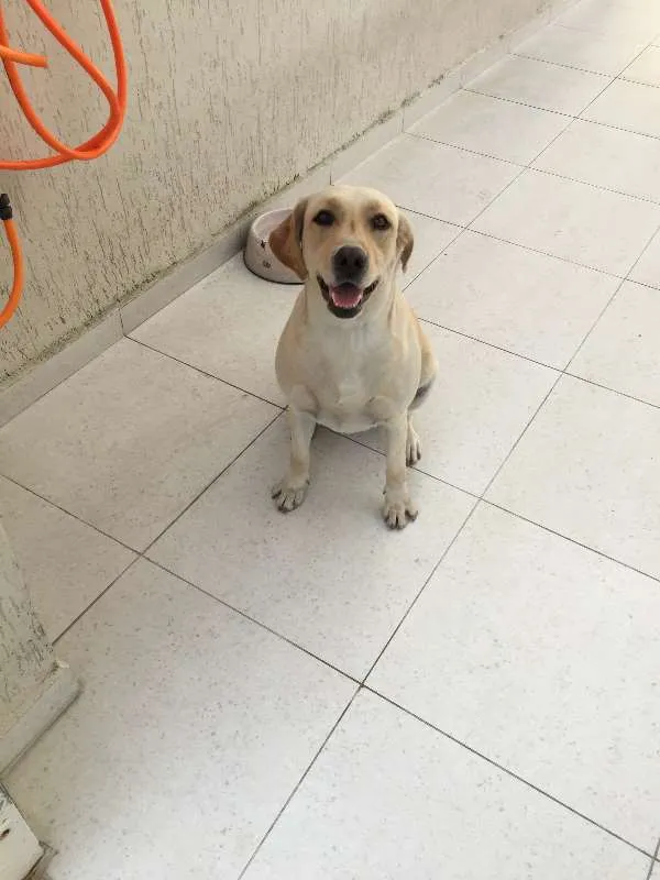 Cachorro ra a Labrador idade 1 ano nome Mel