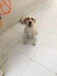 Mel