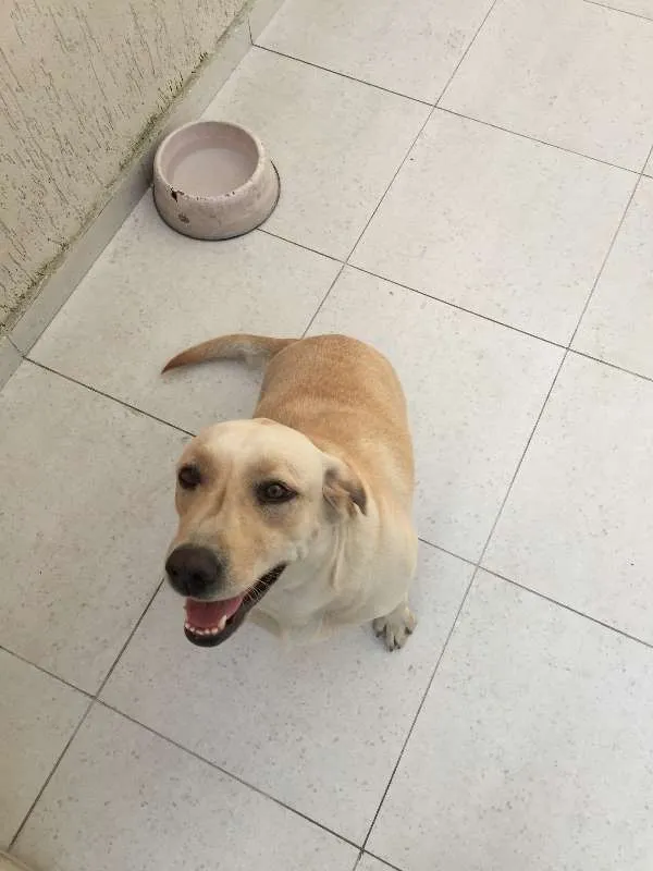Cachorro ra a Labrador idade 1 ano nome Mel