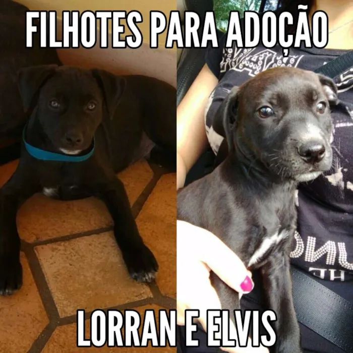 Cachorro ra a SRD idade 2 a 6 meses nome Elvis e Lorran