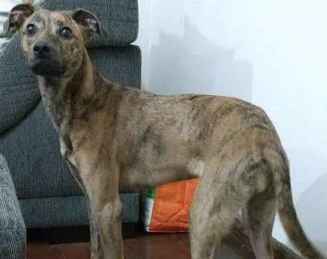 Cachorro ra a SRD idade 7 a 11 meses nome Luna