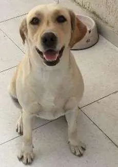 Cachorro raça Labrador idade 1 ano nome Mel