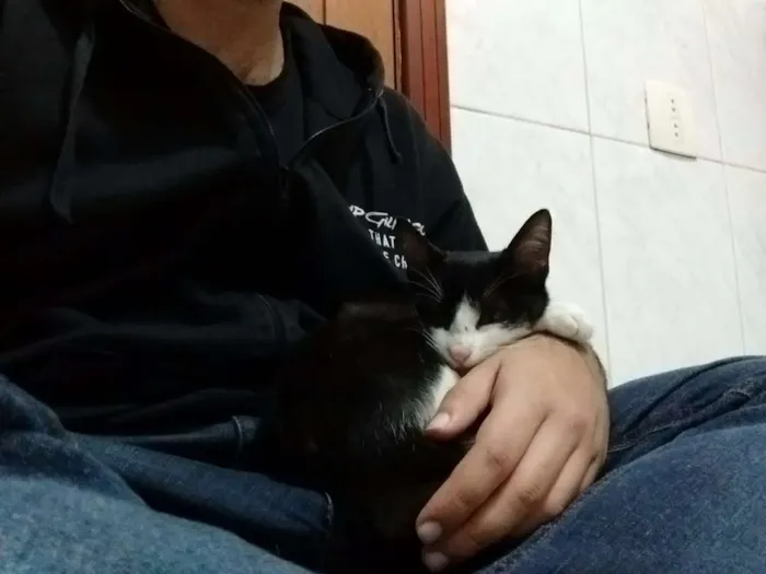 Gato ra a SRD idade 2 a 6 meses nome Sem nome