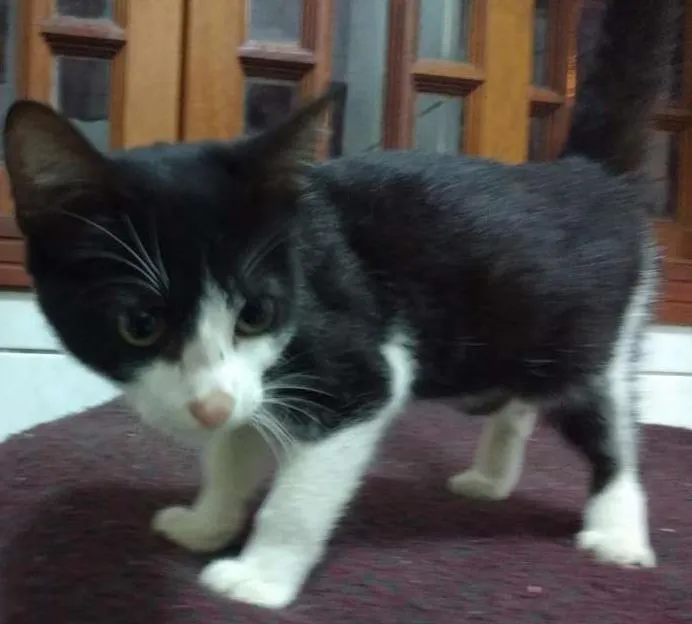 Gato ra a SRD idade 2 a 6 meses nome Sem nome