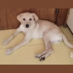 Cachorro raça Mestiça  idade 2 a 6 meses nome Shiva