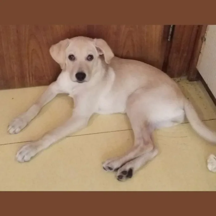Cachorro ra a Mestiça  idade 2 a 6 meses nome Shiva