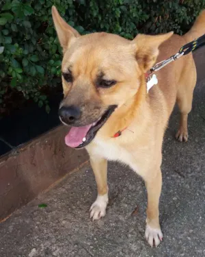Cachorro raça SRD idade 1 ano nome Scooby