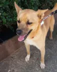 Scooby